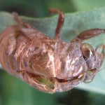 Cicada-Shell-2081